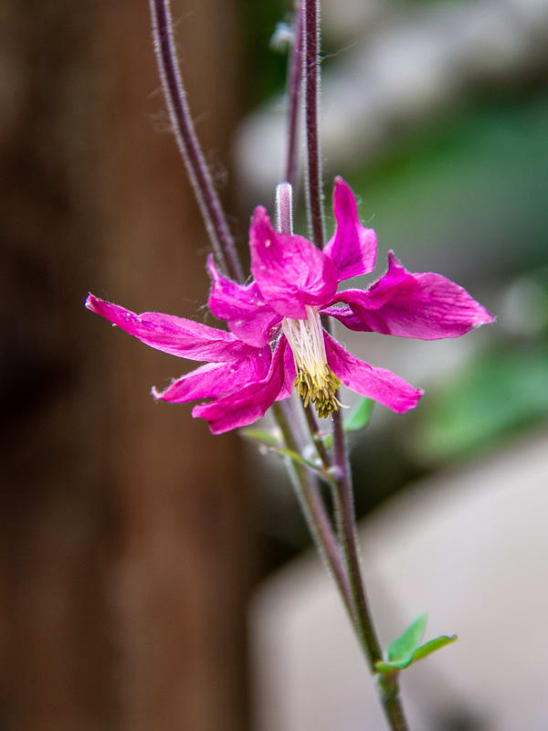 Garden Planting Overlake